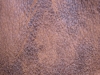 Colt Mocha #1700